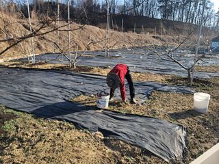 엄후남님의 복숭아 · 영농일지 작성글 사진