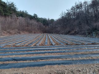 전용식님의 감자 · 영농일지 작성글 사진