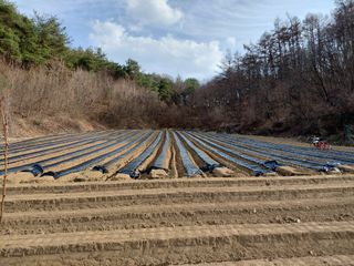 전용식님의 감자 · 영농일지 작성글 사진