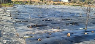 박종화님의 기타작물 · 영농일지 작성글 사진