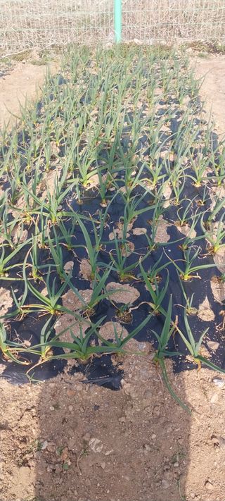 주말 텃밭 농부님의 기타작물 · 영농일지 작성글 사진