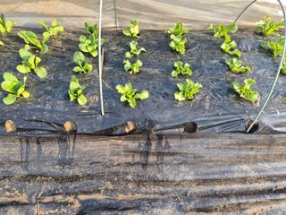 이경옥님의 기타작물 · 영농일지 작성글 사진