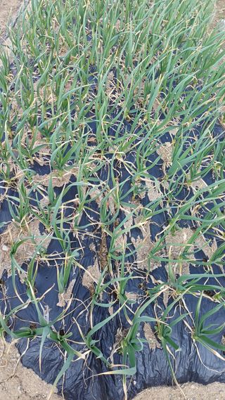 박순덕님의 배추 · 영농일지 작성글 사진