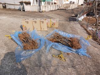 최낙원님의 복숭아 · 영농일지 작성글 사진