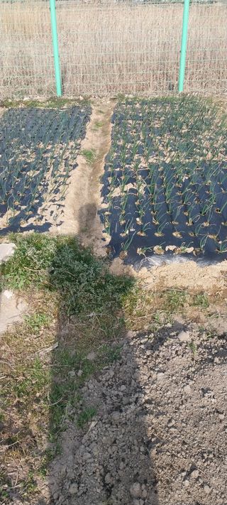 주말 텃밭 농부님의 기타작물 · 영농일지 작성글 사진