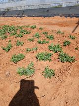 팜모닝 마늘·영농일지 게시글 이미지