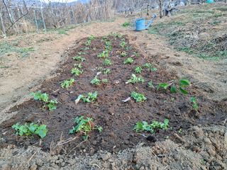 철남 김희곤님의 기타작물 · 영농일지 작성글 사진