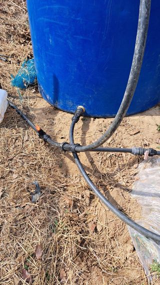 조연만님의 콩 · 영농일지 작성글 사진