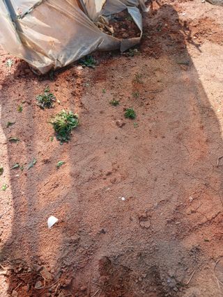 최유순님의 마늘 · 영농일지 작성글 사진