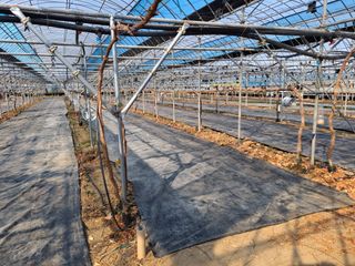 조성대님의 포도 · 영농일지 작성글 사진