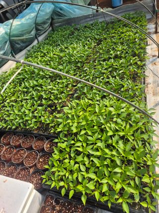 김종옥님의 기타작물 · 영농일지 작성글 사진