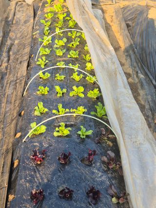 이경옥님의 기타작물 · 영농일지 작성글 사진