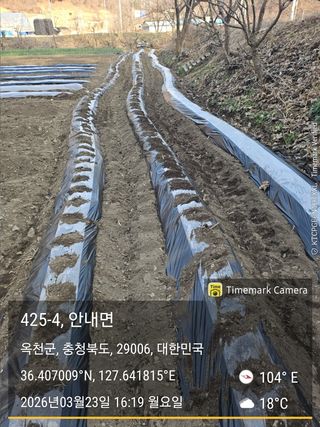 찔레골 양봉 농원님의 감자 · 영농일지 작성글 사진