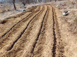 김진현님의 기타작물 · 영농일지 작성글 사진