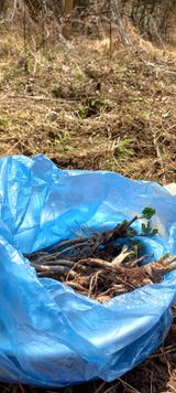 팜모닝 두릅·영농일지 게시글 이미지