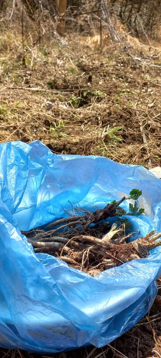 정석채님의 두릅 · 영농일지 작성글 사진