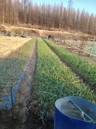 서병일님의 마늘 · 영농일지 작성글 사진