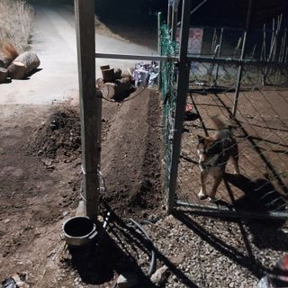 가로수님의 기타작물 · 영농일지 작성글 사진