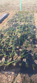 팜모닝 기타작물·영농일지 게시글 이미지