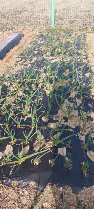 주말 텃밭 농부님의 기타작물 · 영농일지 작성글 사진