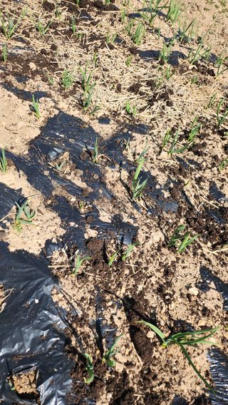 장흥 모경화 님의 마늘 · 영농일지 작성글 사진