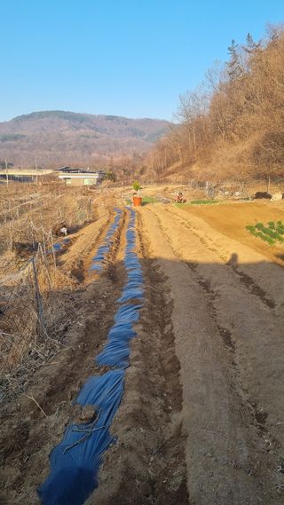 최영환님의 감자 · 영농일지 작성글 사진