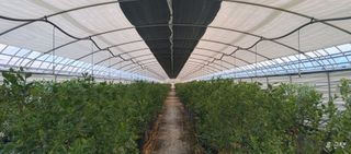 류근택님의 블루베리 · 영농일지 작성글 사진