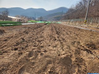 옥수수14683님의 기타작물 · 영농일지 작성글 사진