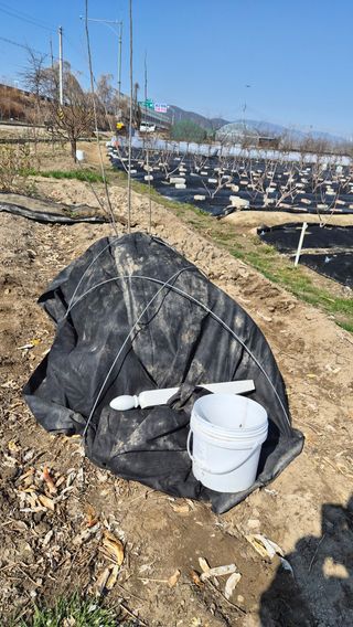 늘푸른 농장주님의 기타작물 · 영농일지 작성글 사진