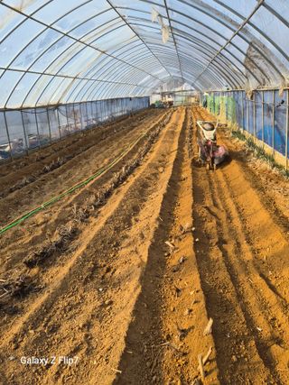 원머루 강낙도님의 두릅 · 영농일지 작성글 사진