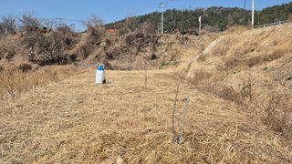 초보농부님의 복숭아 · 영농일지 작성글 사진