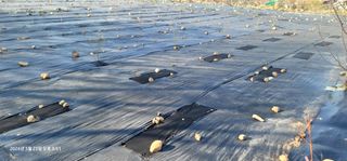 박종화님의 기타작물 · 영농일지 작성글 사진