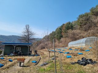 심기섭님의 기타작물 · 영농일지 작성글 사진