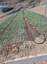 팜모닝 마늘·영농일지 게시글 이미지