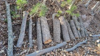 김동명님의 버섯 · 영농일지 작성글 사진