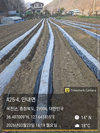 찔레골 양봉 농원님의 감자 · 영농일지 작성글 사진