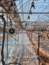 팜모닝 포도·영농일지 게시글 이미지