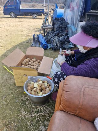 블루베리25247님의 감자 · 영농일지 작성글 사진