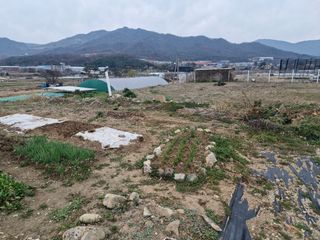 텃밭농사초보님의 기타작물 · 영농일지 작성글 사진