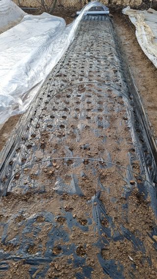 김지철님의 기타작물 · 영농일지 작성글 사진