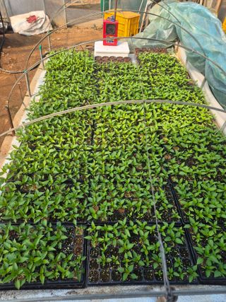 김종옥님의 기타작물 · 영농일지 작성글 사진