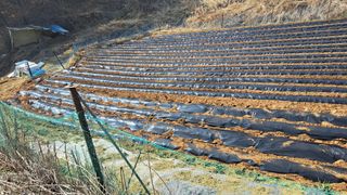 조연만님의 콩 · 영농일지 작성글 사진