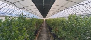 류근택님의 블루베리 · 영농일지 작성글 사진