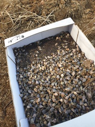 샤이니바다님의 기타작물 · 영농일지 작성글 사진