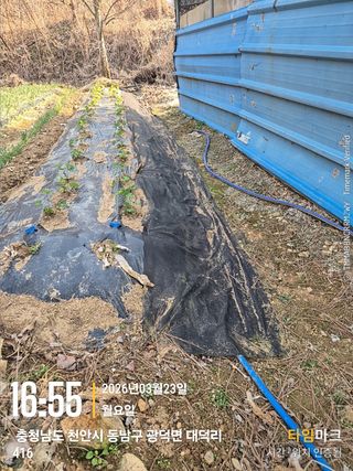 매실21434님의 기타작물 · 영농일지 작성글 사진