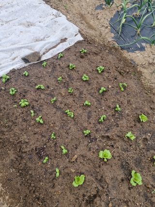 텃밭농사초보님의 기타작물 · 영농일지 작성글 사진