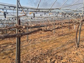 정서연님의 포도 · 영농일지 작성글 사진