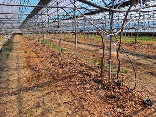 조성대님의 포도 · 영농일지 작성글 사진