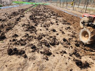 옥수수14683님의 기타작물 · 영농일지 작성글 사진