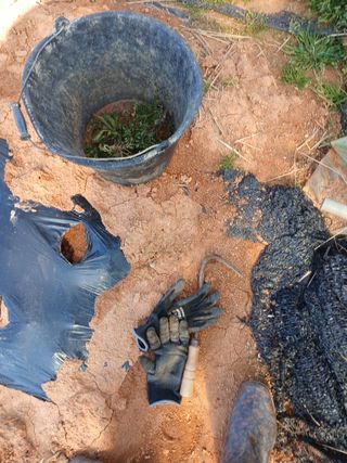 최유순님의 마늘 · 영농일지 작성글 사진